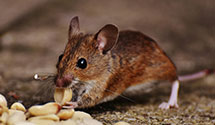 24 Hour & Emergency Exterminators in Sherman, NE